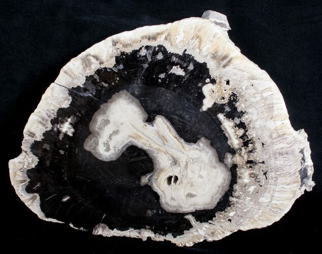 Petrified Palmwood Slab From Indonesia - x inches #3601